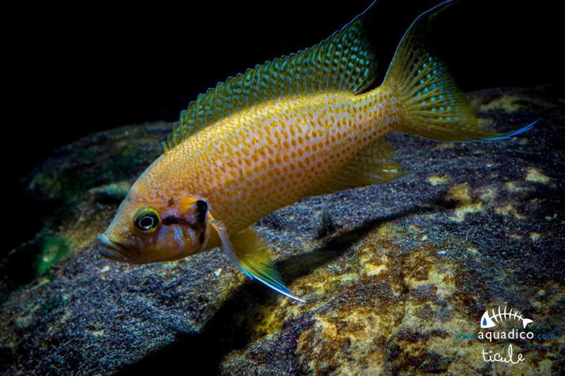 Neolamprologus helianthus